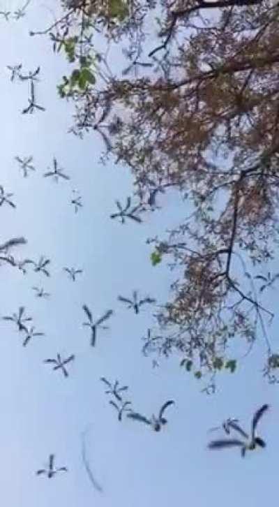 Seed dispersal of sal tree