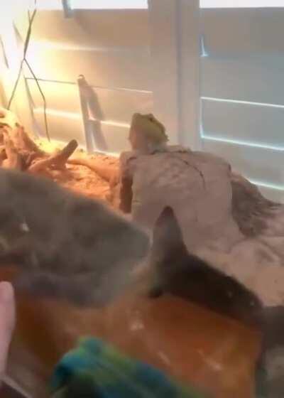 Ящерица в ахере