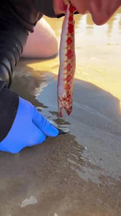 Imagine seeing this worm in your next trip to Beach..