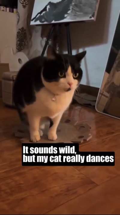 Make him Famous ( The Dancing Cat )