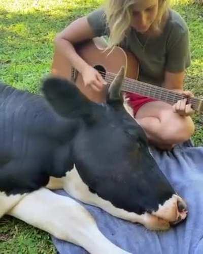 cow relaxes to music