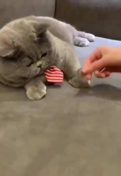 The Magician With The Best Paw Speed.