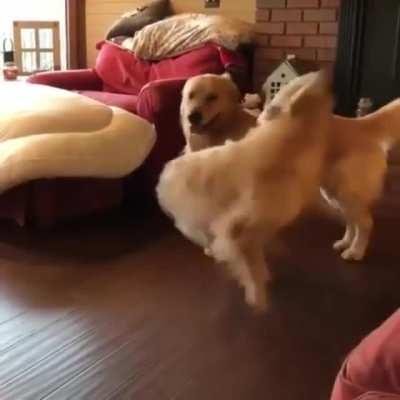 Excited for a walk whammies