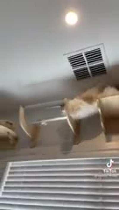 The TI-89 of Catculators