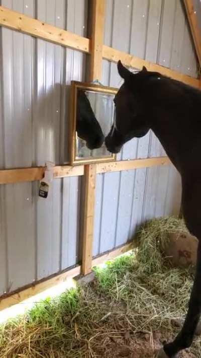 Horse tries to trick the mirror