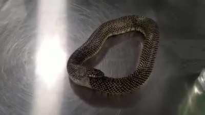Saving snake that's eating itself
