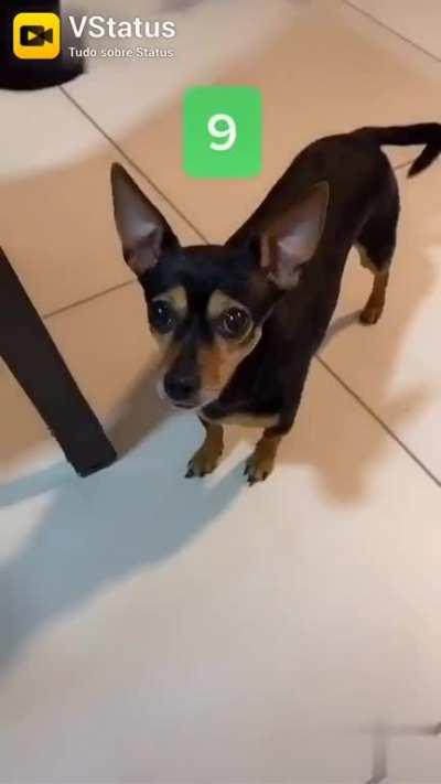 O vídeo do meu canal do versus status então Posso copiar ou fazer o que eu quiser com ele (⌐■-■)