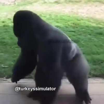 TurkeyJerky - Video #0325