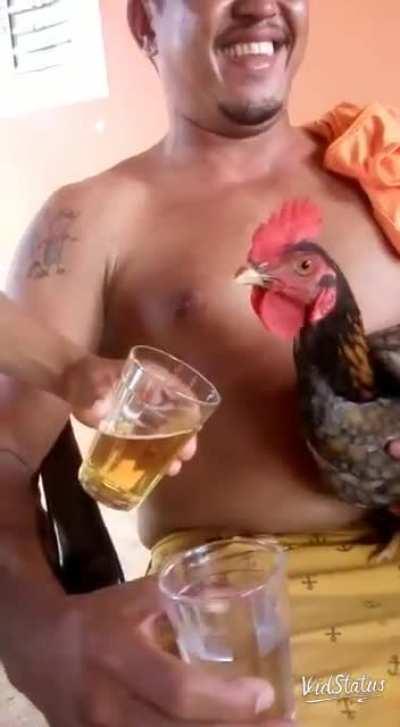 Разводят петушка