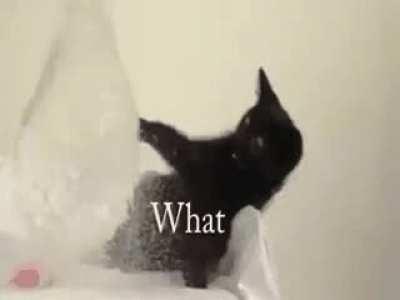 Cat and a balloon. What could go wrong?