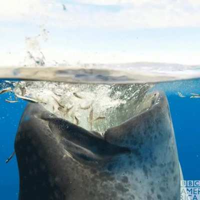 A whale shark feeding