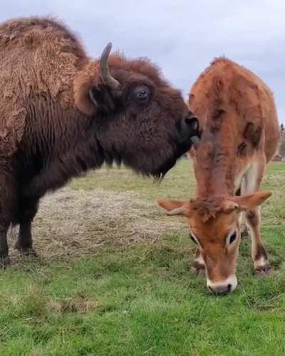 Italo was born in the dairy industry where he was separated him from his mother shortly after birth, but he found a new mother in Helen after being rescued by Lighthouse Farm Sanctuary