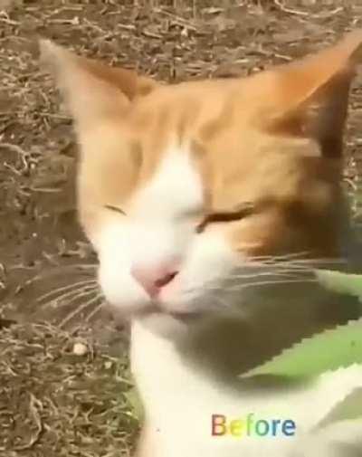 Não sei como ele ganhou tanto equilíbrio comendo isso