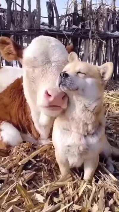 Auvv! Cutest cow and dog friends.