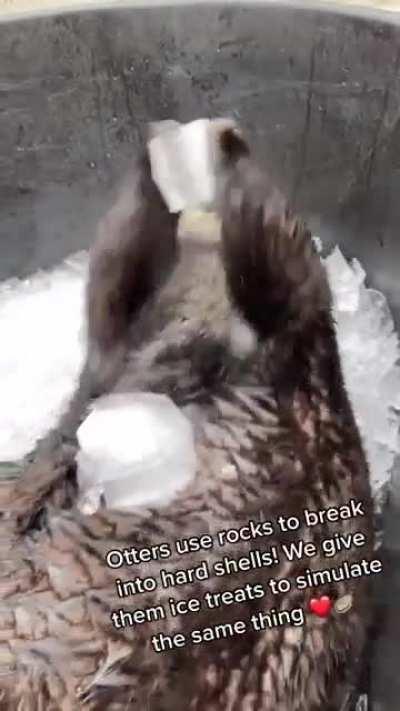 Sea otters are the only marine mammal to use stone tools. Even in captivity, they have shown this behavior