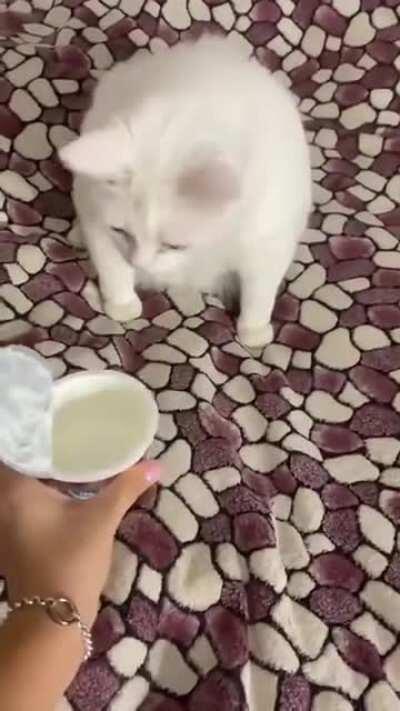 Checking yogurt is expiration date with a cat
