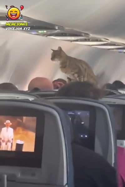 Kitty got away on board