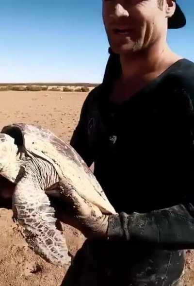 Saving a turtle