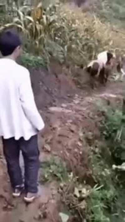 To be horny on the edge of cliff