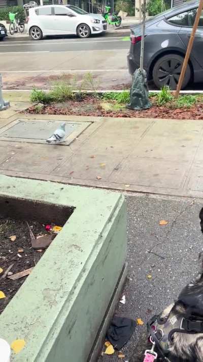 Berry and The Pigeons