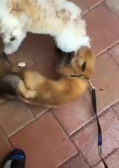 Fox gets excited upon seeing its best friend