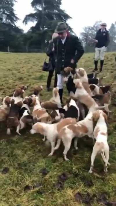 Feast your eyes on a pack of Beagles