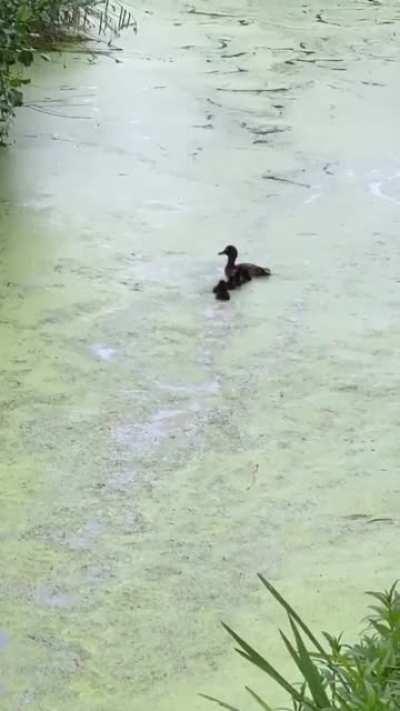 Playing peekaboo with the kids