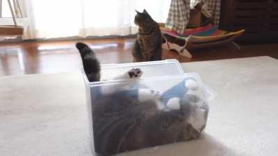 Introducing the derpiest cat of the whole Internet: Maru