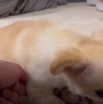 I guess the dog likes sushi