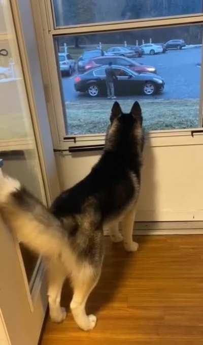 That tail drop after the doggo’s date left