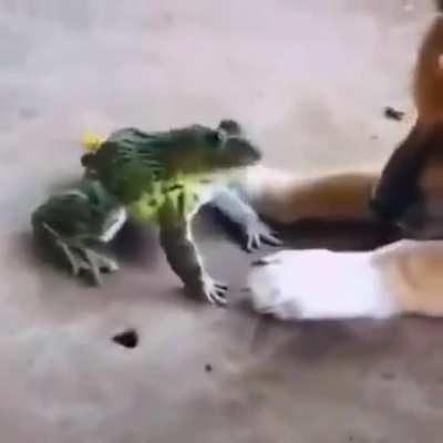 What breed is this frog?