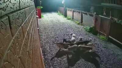 Cat fails to make it over a fence and is mauled by a pack of dogs