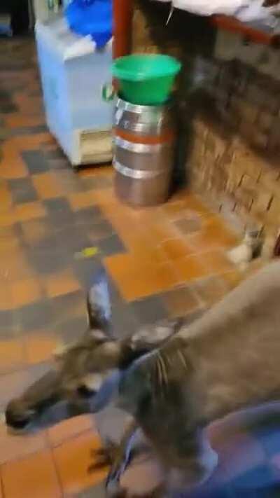 The Kangaroo now works there