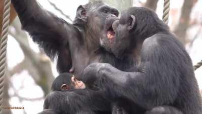 Chimpanzees Kissing