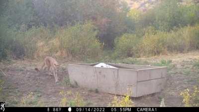 Mountain lioness surprises a bull elk at a water pond, proceeds to attack him.