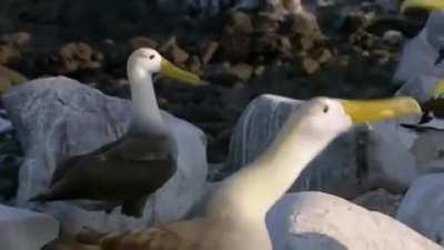 Albatrosses are one of the few true socially monogamous animals on the planet, with pairs maintaining their bond until death does them part.