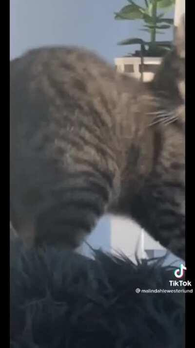 Excuse me you said what!?