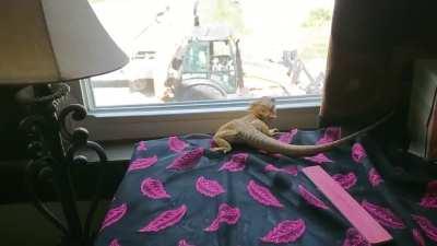 In today's act of cuteness, Momo keeps running to the window to watch the construction going on outside. She's been going back and forth for some time.