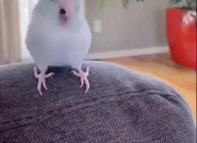 birb wiggles