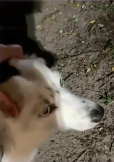 Doggo loves his au naturale vibrator