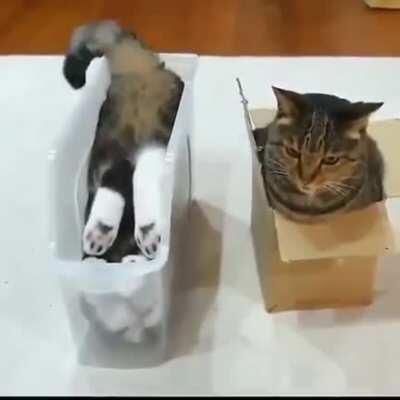 There are 2 types of cats..