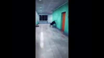 OddlyTerrifying_Umbrella_Spider