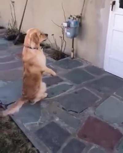 This good boy waiting patiently for his best friend to come out and play