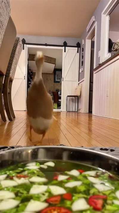 Original Bonnie! Apparently there is an imposter stealing my videos from instagram! 😳 Bonnie is still the winner🥰