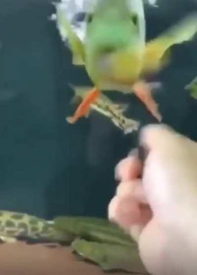 Как завести рыбу