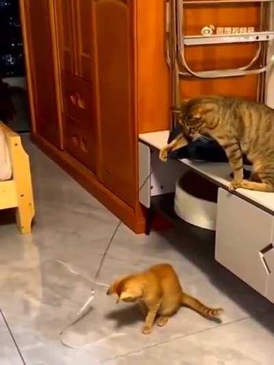 Cat teasing cat with a cat teaser