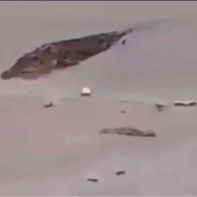 That dog has cat like reflexes.