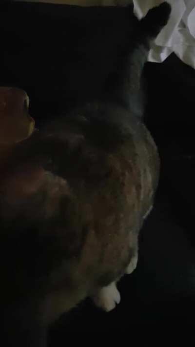 Cat came home after 5 months with a story to tell.