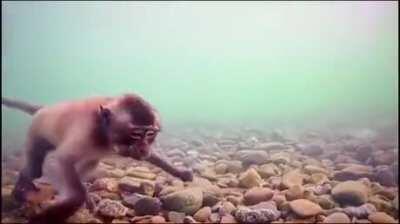 🔥 Macaques can dive underwater in search of food.