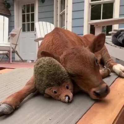 BlOoDtHiRsTy FuCkInG cOw SqUiShEs An InNoCeNt HeDgEhOg To DeAtH!